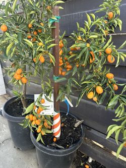 15g Kumquat