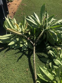 Plumeria Cutting with Leaves