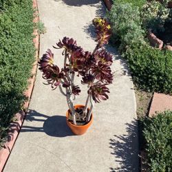 Red Succulent (Aeonium) Just Starting To Bloom Yellow Flower
