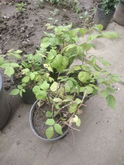 Raspberries fruit plants