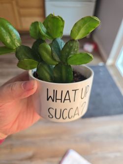 Easter Cactus