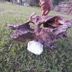 Triceratops Skull Shaped Piece Of Drift Wood..Nature Art