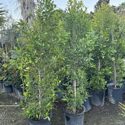 Ficus