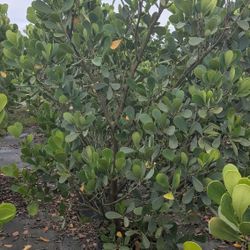 Huge Clusias Over 8 To 10 Feet Tall Instant Privacy Hedge For Fence Minimum Qty 5 Or More