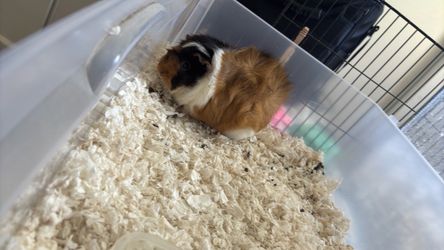 Guinea Pig