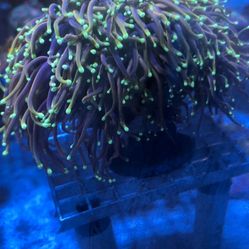 Dragon Soul Torch One Head Coral Frag Aquarium Grown