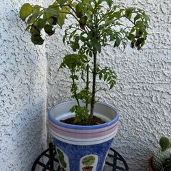 China Doll Tree Live Plant 🪴 