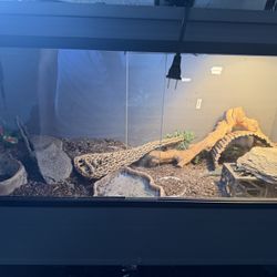 Reptile Enclosure 