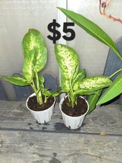 Dieffenbachia