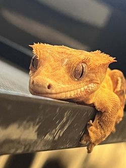 Gecko Photographs