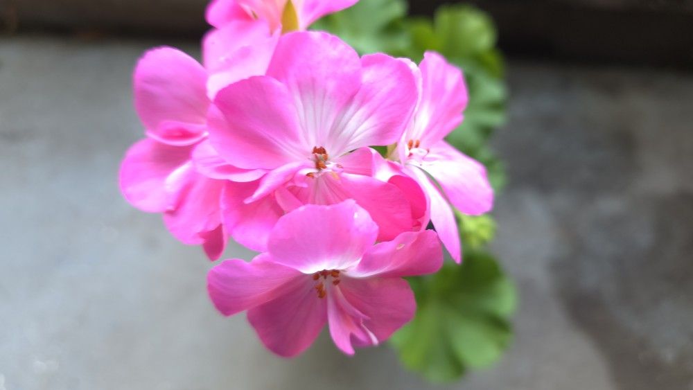 Pink Geranium Starter Plant
