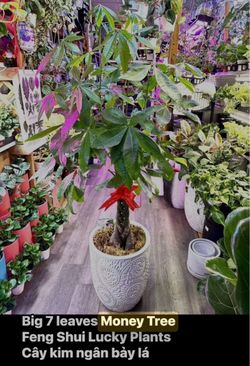 Big Braided Money Tree (7 leaves Money Tree)cây kim ngân lớn