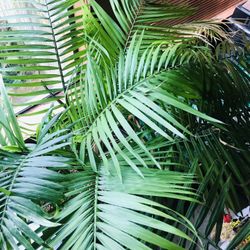 20” X 20”  inch pot with plant included all  