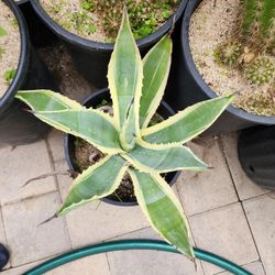 Agave Century Plant - Succulent, Several Available 