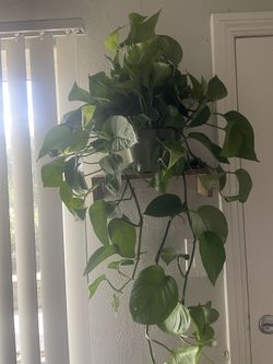 Pothos