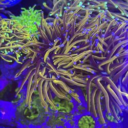 Fish Tank Decorations 