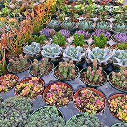 Succulents For Sale