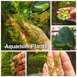 Various easy to grow aquarium plants from $1 and up