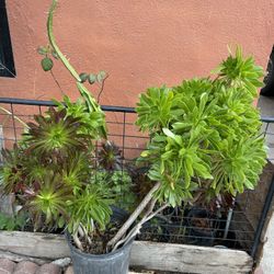 Suculenta Dos Colores