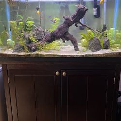 Fish Tank 