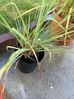 Lemongrass plant