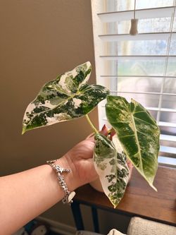 Plant