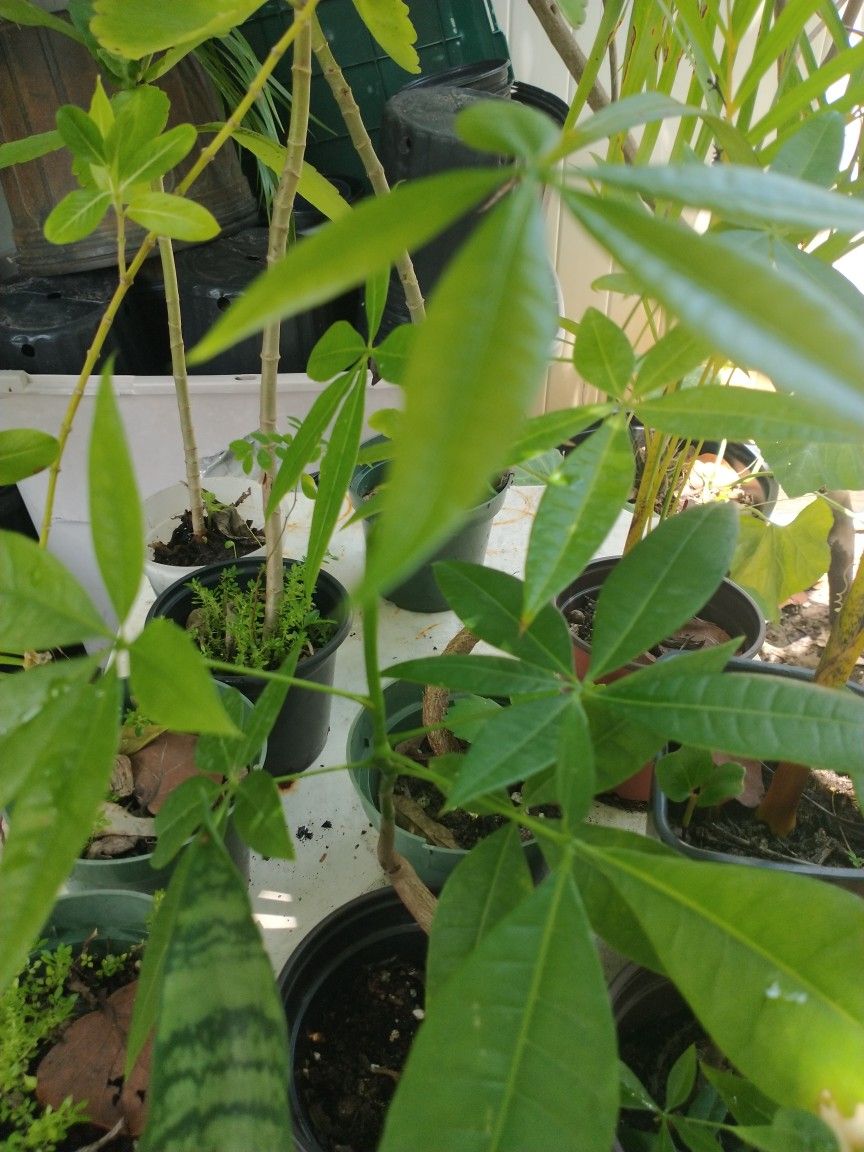 Small Plants . Like Ten Different s Varieties  Ready For Bigger Put 
