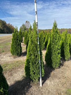 Privacy Tree Sale FREE DELIVERY! Emerald Green & Green Giants 