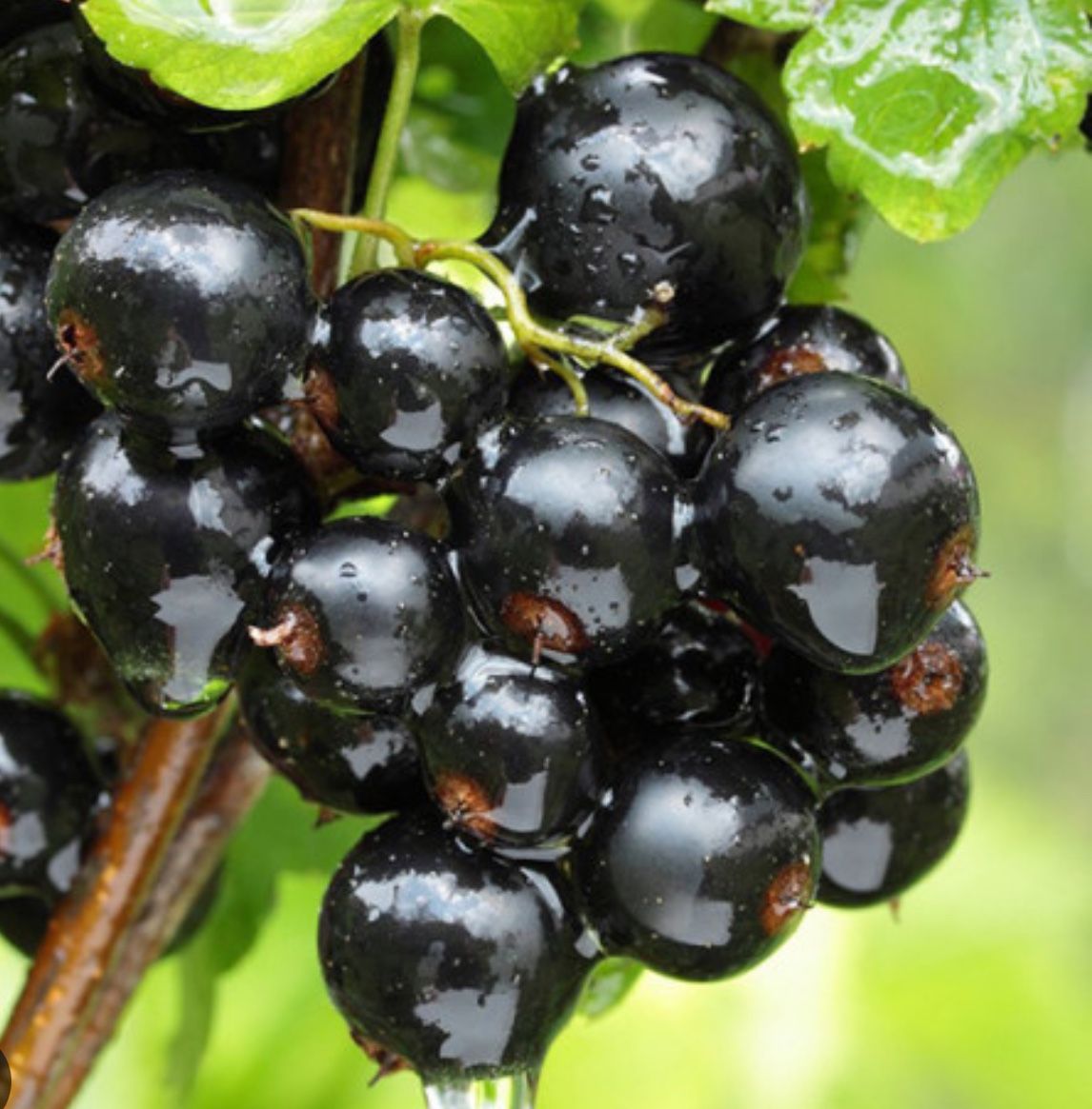 Black currant bush “Chesny Bumer” 1 year old