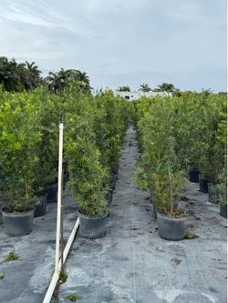 Podocarpus