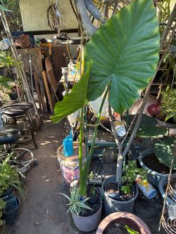 Plant