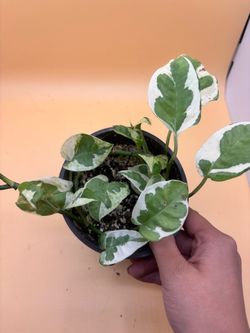 Njoy Pothos