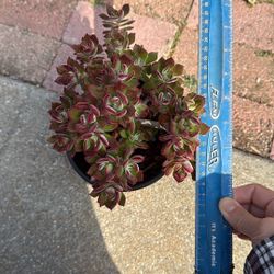 Succulent Plant 6” Pot