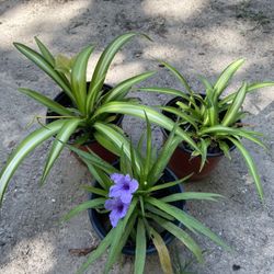 Plantas $5 Cada Una
