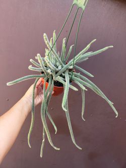 6” rat tail cactus