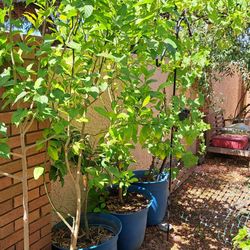 4 Dwarf Citrus Trees 