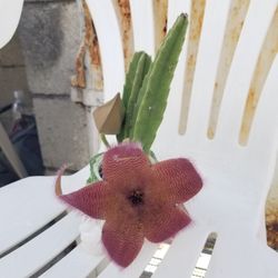 Potted Cactus Plant with Flower as of 10/3/25
