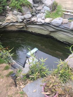 Garden pond Fish Stuff