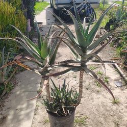 Blue torch aloe double multiple little ones coming out the bottom plant