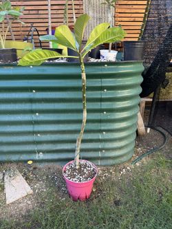 Plumeria Tree