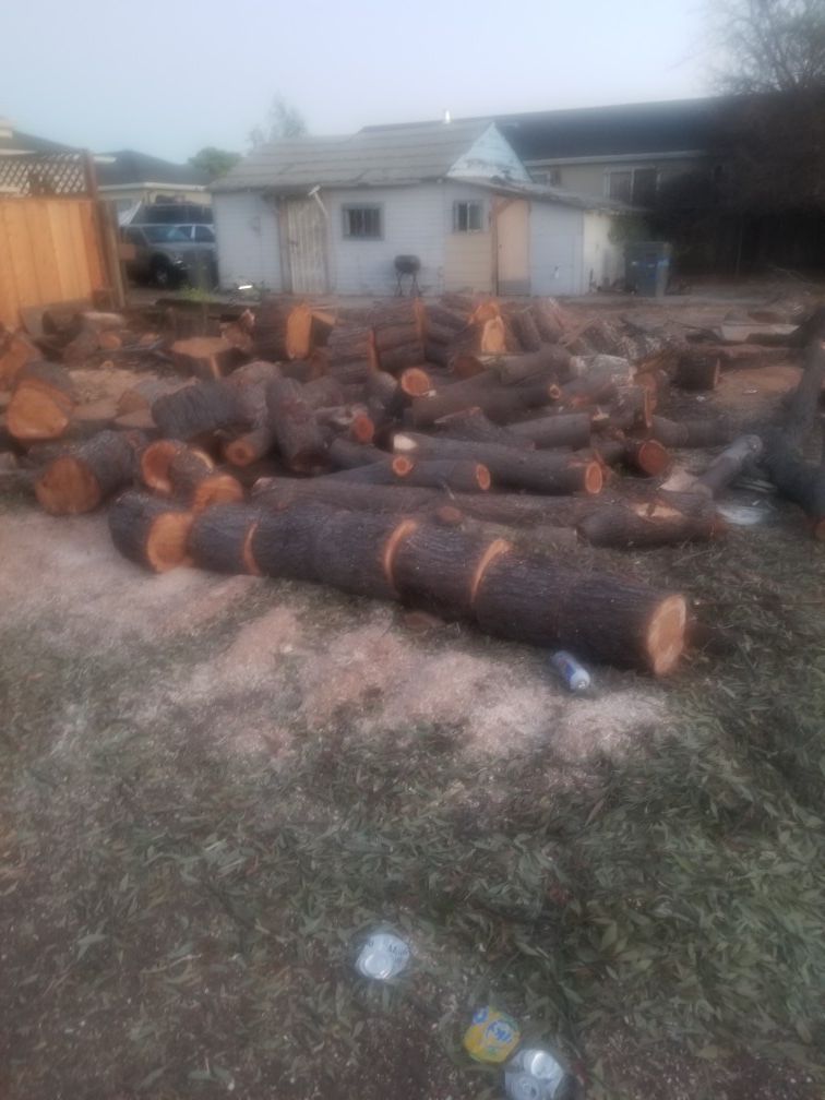 Firewood acacia good free (Leña gratis)