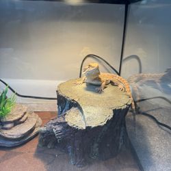 Bearded Dragon Cage And All