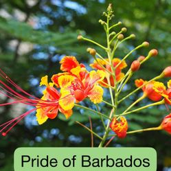 Pride of Barbados/ Peacock Flower