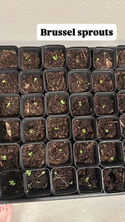 Brussel Sprout Seedlings With Cup 3 Each 