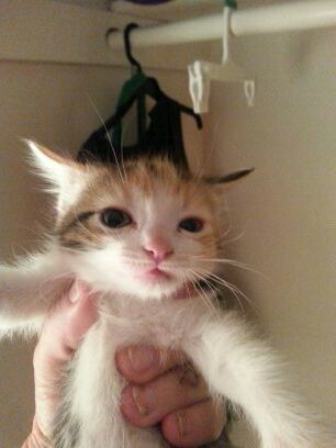 Free kittens