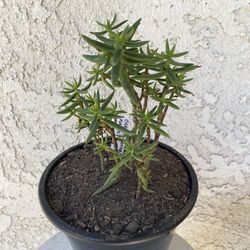 1.5 Gallon Pot Succulent Plant - Crassula Tetragona - Karkai Mini Pine Tree - Rooted & Established - Drought resistant - 🪴 