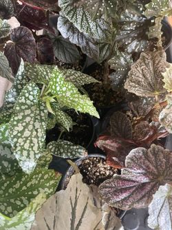 Begonias-many varieties 