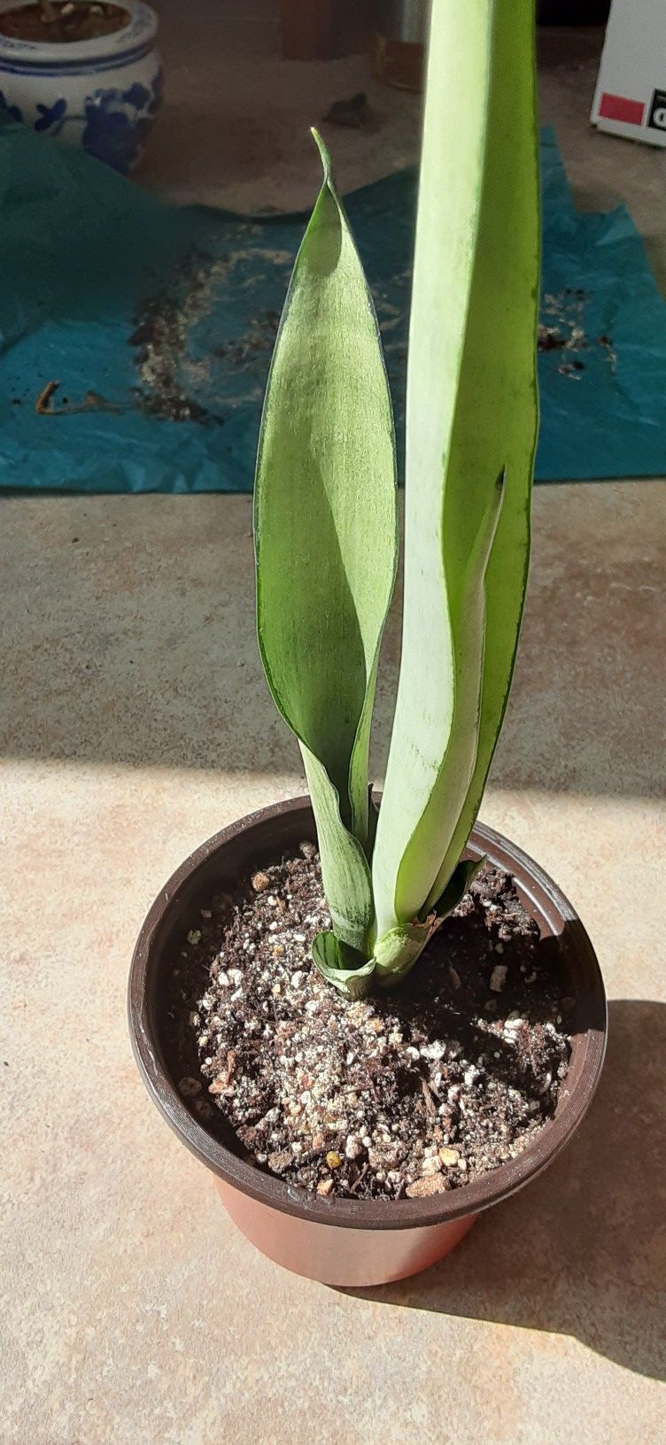 Moonshine Sanseveria Plant