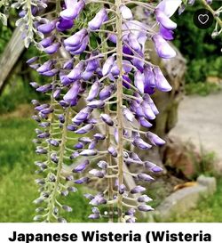Japanese Wisteria Clippings