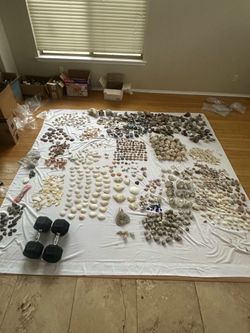 HUGE 30 year collection of geodes natural ocean seashells from all over country & rocks / stones / crystals petrified wood quartz unicorn shells spine